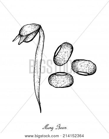 Vegetable, Illustration of Hand Drawn Sketch Fresh Mung Bean and Bean Sprout Hanging on A Twig, Used in Both Sweet and Savory Recipes.