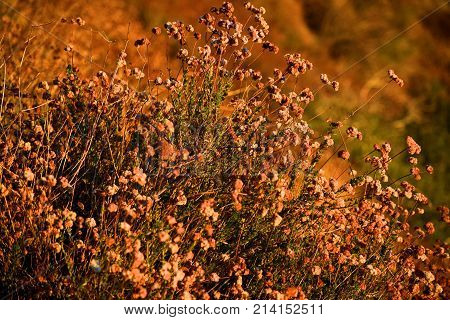 Buckwheat Plant which is a chaparral shrub with golden spring flowers taken in a rural field