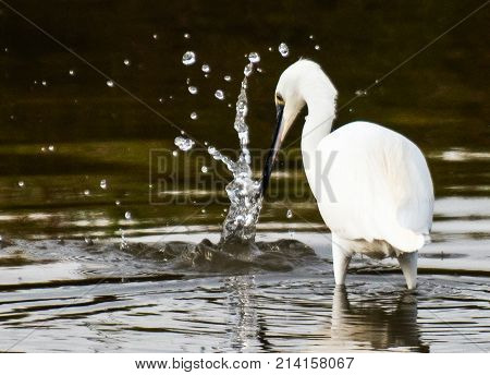 egret feeding from a lake, water splashing as it's grabbed a small fish