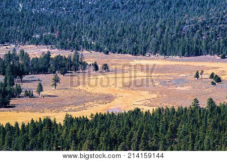 Meadow surrounded by a pine forest taken at Holcomb Valley in the San Bernardino Mountains, CA