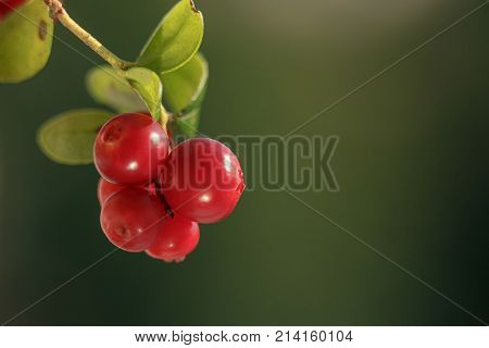 The branches of the forest cowberry isolated on green blurred background. Ripe red lingonberry, partridgeberry, or cowberry. Shallow depth of field.