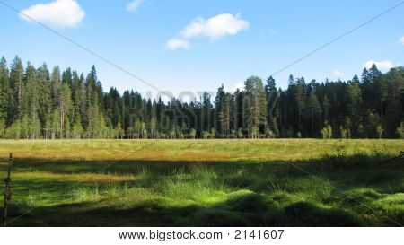 Nella foresta della palude