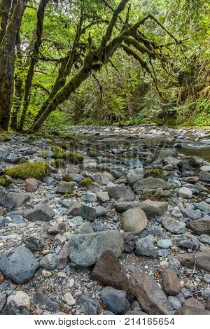 Mossy Tree Hangs Over Brice Creek