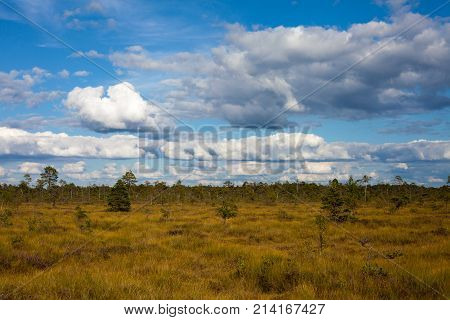 Summer grass field on swamp with amazing cloudscape in Nigula nature reserve Estonia