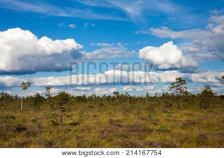 Amazing Summer Landscape Of Swamp