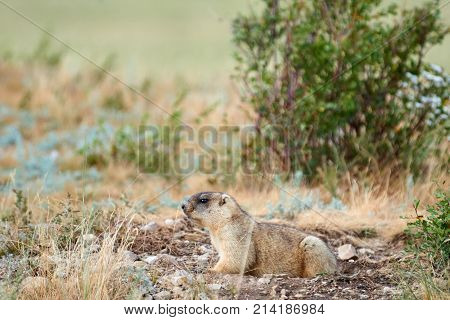 Steppe marmot (Marmota bobak).
The bobak marmot, also known as the steppe marmot, is a species of marmot that inhabits the steppes of Eastern Europe and Central Asia.