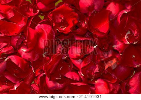 Summer floral background of nature-the petals of red roses. Closeup of the petals of red roses.