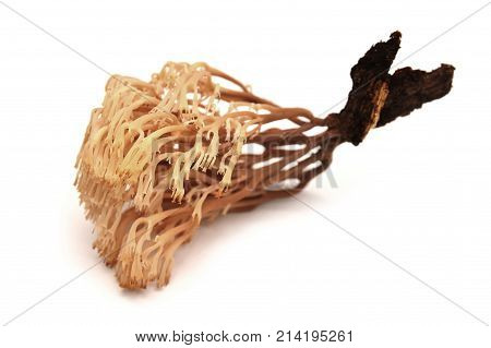 artomyces pyxidatus mushroom isolated on white background