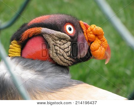 Real vulture full of color posing in profile.