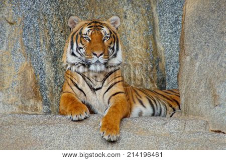 A large and beautiful Siberian tiger very attentive