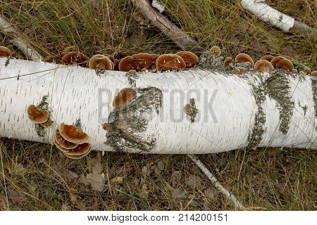 fungus on the tree in nature . In the park in nature