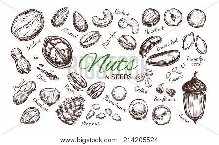 Nuts and seeds collection. Vector Hand drawn objects . Isolated on white. Modern brushpen Calligraphy.