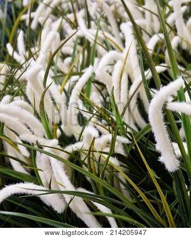 Artificial Feather Pennisetum or Mission Grass for Home and Office Decoration without The Care.