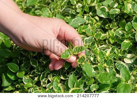Ecology and Environment Concept Closeup of Hand Holding Carefully Evergreen Plant. Taking Care of The Garden.