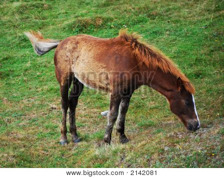 Foal เล็ก Croping