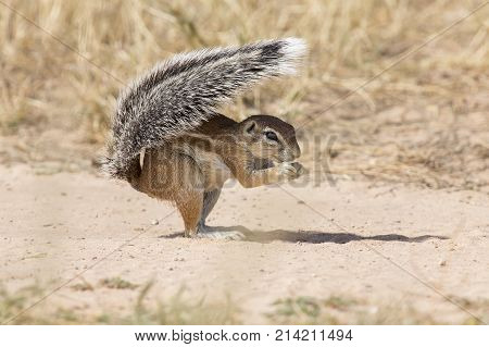 One Ground Squirrel using its tail as a shield in the hot Kalahari sun