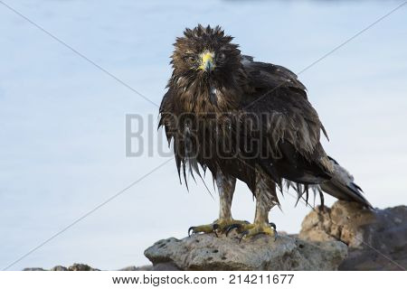 Wet Booted Eagle sit on the ground to dry out after a bath before it take-off again