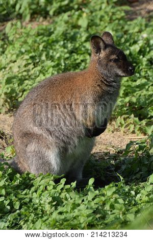 A Red Necked Wallaby
