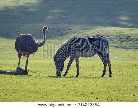 Rhea And Zebra
