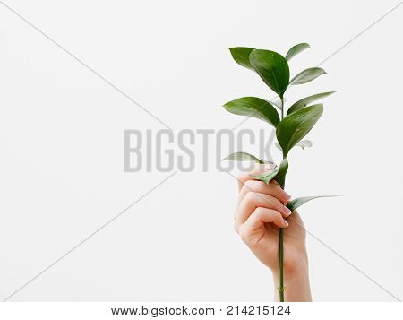 Minimal Style. Minimalist Fashion Photography. Green Leaves On White Background. Flat Lay, Top View.