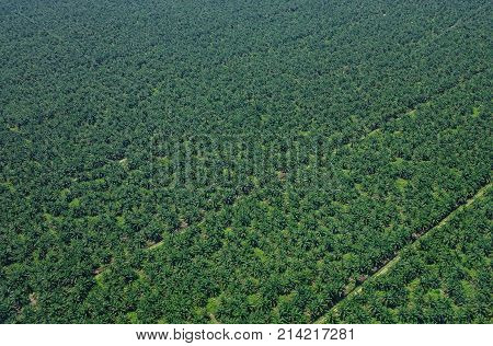 Oil Palm Plantation In Malaysia