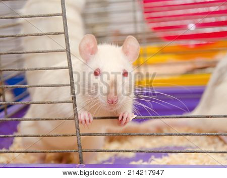Cute curious laboratory rat looking out of a cage in a laboratory (shallow DOF selective focus on the rat eyes)