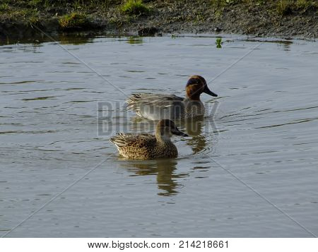 Male and female teal together on pond