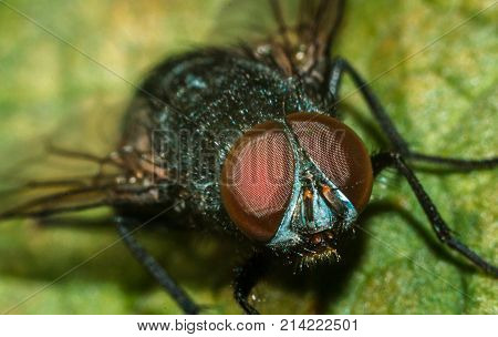 A house fly close-up portrait in the wild macro