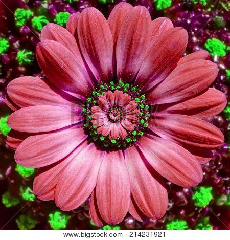 Red camomile daisy flower repetitive abstract fractal effect pattern background. Red green flower spiral abstract pattern fractal. Incredible flowers pattern round circle spirally background