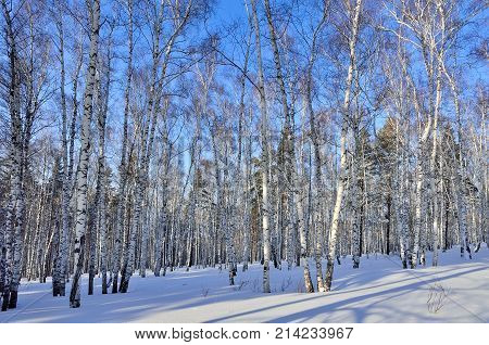 Sunny winter day in birch grove - white trunks of birch trees with blue shadows pristine snow early spring landscape in birchforest on bright blue sky background - concept of eco