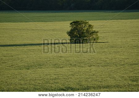 Green field. lonely tree. summer landscape green wallpaper