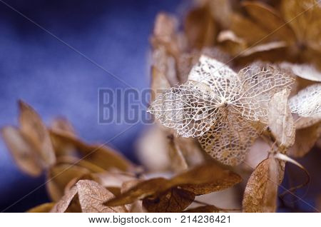 Hydrangea. Skeletoned petals. Hydrangea skeleton Dead hydrangea flowers