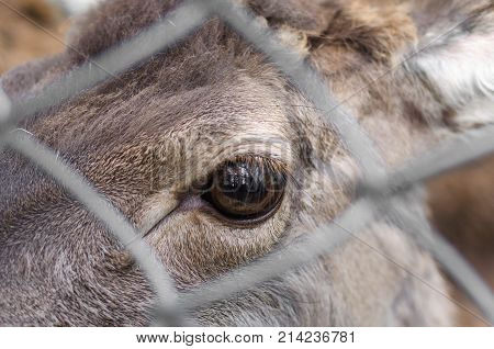 Close Up Eye Of Eld's Deer In The Zoo, With Selective Focus.