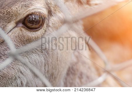 Close Up Eye Of Eld's Deer In The Zoo, With Selective Focus.