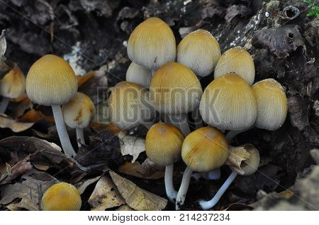Coprinellus mushroom in deep forest. Wild mushroom background.