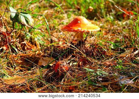 Small mushroom fly agaric in the foreground the background is blurred