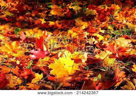 Colorful Autumn Leaves