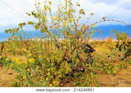 Grapevines during autumn foliage taken at a winery in the Cucamonga Valley Wine Country, CA