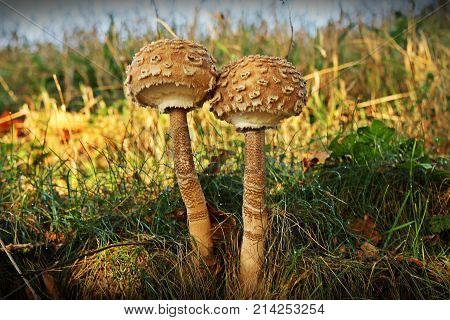 Czubajka kania (Macrolepiota procera) roznaca na skraju lakie