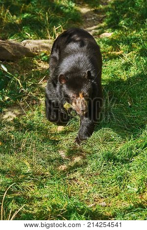 Asian Black Bear