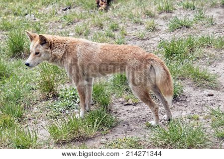 the golden dingo has a bushy tail