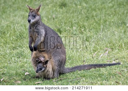 the swamp wallaby has a joey in her pouch.