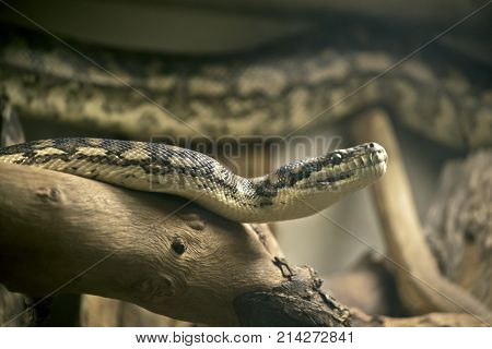 this is a close up of a carpet python's head