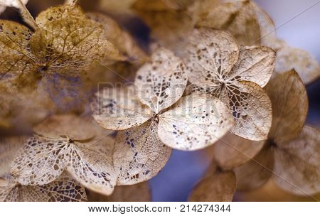 Hydrangea. Skeletoned petals. Hydrangea skeleton Dead hydrangea flowers