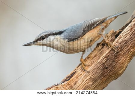 Eurasian Nuthatch Sitta europaea in the autumn, sitting on a dead branch. Kristiansand, Norway