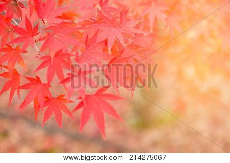 Red maple leaves with blurred background during autumn season