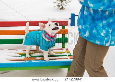 Jack Russell Terrier. Dog playing in winter park. Pet concept.