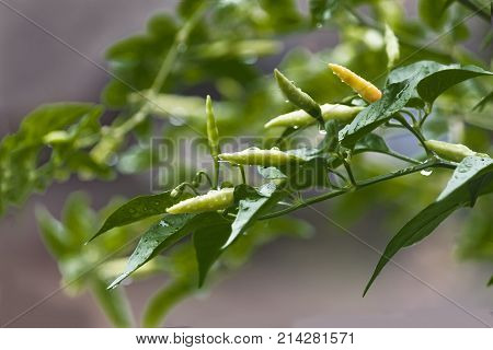 Fresh hot chili after getting rain water.