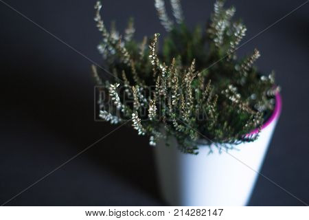 A pot in a pot in a cafe with a blurred background