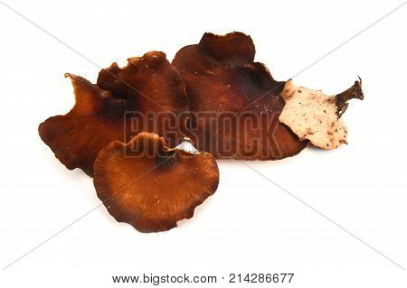 royoporus badius mushroom also known as picipes badius or the black foot polypore